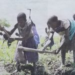 Maize Garden