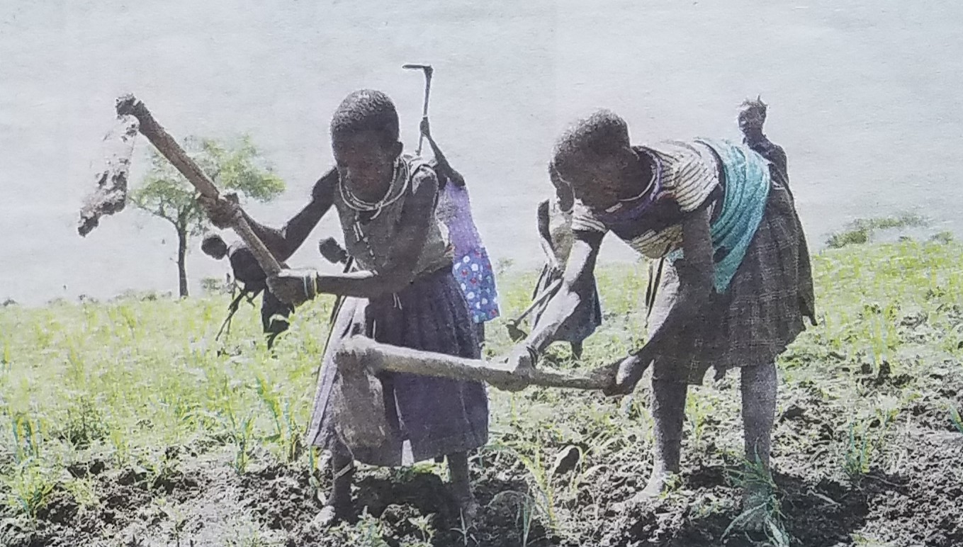 Maize Garden