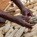 Maize