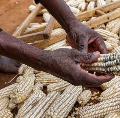 Maize