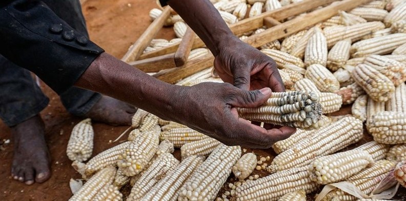Maize